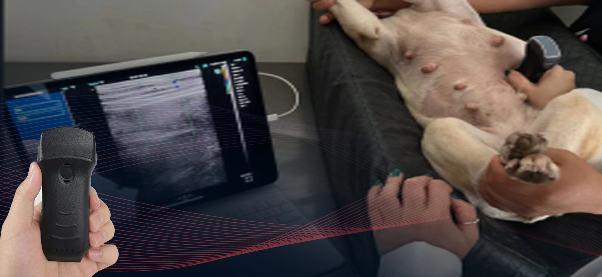 Veterinary wireless ultrasound probe
